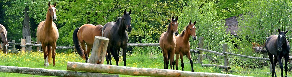 Reiterferien: Reitpferde im Auslauf 