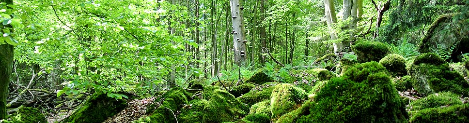 Bäume und bemooste Felsbrocken im Spessart