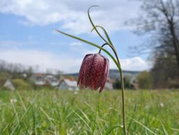 Schachbrettblume im Sinngrundort Obersinn