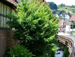 Frammersbach im Lohrbachtal