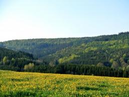 Spessartwald bei Aura i. Sinngrund