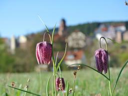 Schachblume mit Stadt Rieneck im Hintergrund