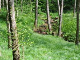 Wanderweg entlang der Fließenbach am Wald- und Wassererlebnis