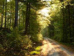 Nordic Walking Weg Trockenbach