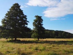 Wiese an der Nordic Walking Route