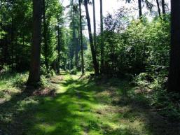 Mit dem Mountainbike fahraktiv und flowig - die Birkenhainer Landstraße