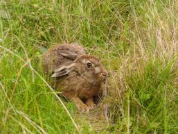 Versteckter Hase