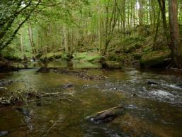 Die Schondra auf dem Waldweg