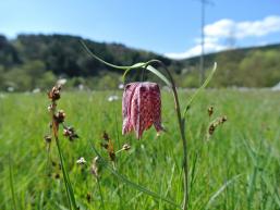 Im Sinngrund wächst die seltene Schachblume