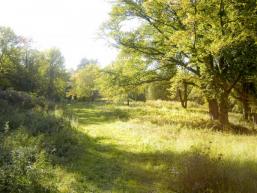 Eine Waldlichtung im Spessart