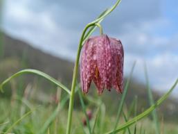 Wahrzeichen des Sinngrunds - Die Schachblume