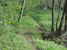 Trampelpfad durch die Natur des Spessarts