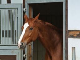 Pferd in seiner Box