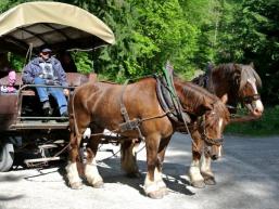 Auf dem Kutschbock durch den Spessart