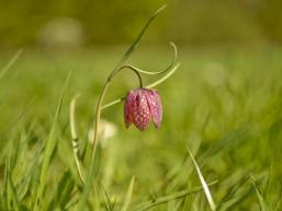 Schachblume im Wiesengrund