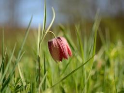 Schachbrettblume im Sinngrund