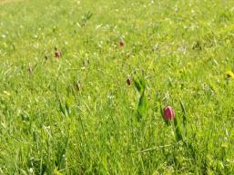 Schachblumenwiese im Sinntal