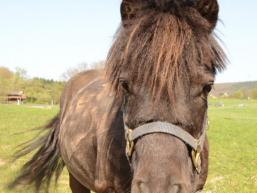 Pony für die Kleinen