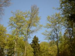 Frühling im Spessart