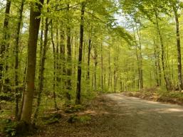 Bäume und Waldweg im Wermertsgrund