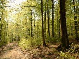 Herrliche Buchenwälder begleiten die Wanderung