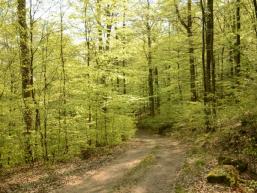 Waldweg und Bäume beim Tiefes Tal