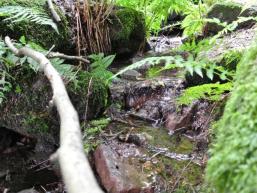 Frisches Quellwasser am Hexenbrünnchen