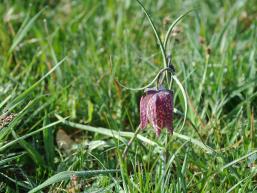 Geschützte Schachbrettblume