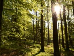 Der Spessart im Gegenlicht