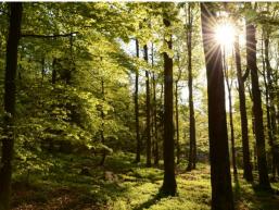 Herrliche Natur des Spessarts genießen