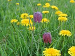 Schachbrettblume zwischen Löwenzahn