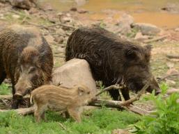 Wildschweine in freier Natur