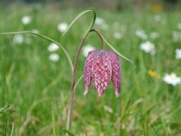 Blütenpracht der Schachbrettblume