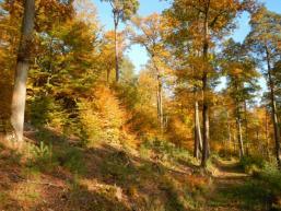 Rienecker Wanderweg R4 durchs Fließenbachtal