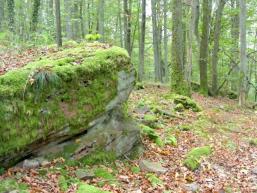 Burgstall Slorburg bei Gemünden am Main