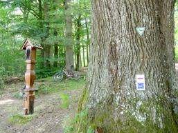500 jährige Eiche im Spessart