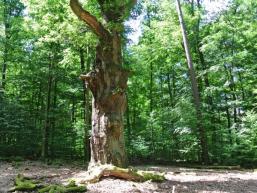 Gresseleiche bei Burgsinn im Sinngrund