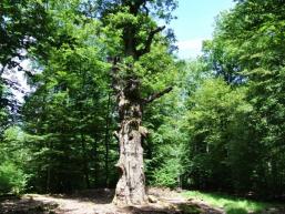 Naturdenkmal im Gresselwald bei Burgsinn im Spessart