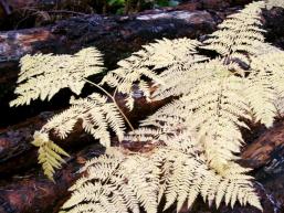 Versteckt im Wald: Herbstfarn