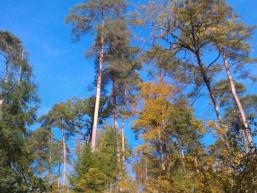 Baumwipfel in der Herbstsonne