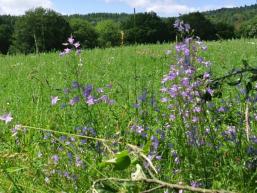 Wildkräuter und Blumen auf Hohenroth