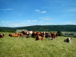 Kühe, Aussicht, Natur bei Burgsinn 