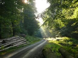 Radtour durch den Spessartwald