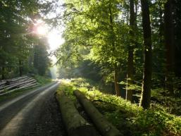 In der Natur des Spessarts der Sonne entgegen