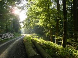 Gegenlichtstimmung auf Forstweg im Spessartwald