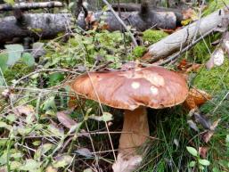 Der Natur bzw. dem Pilz auf der Spur 