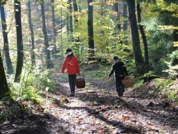 Mit Körben zum Pilze suchen in den Wald