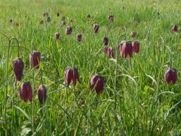 Wenn im Frühling die Natur erwacht blühen die Schachblumen im Sinntal