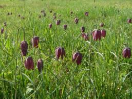 Dicht auf dicht stehen die Schachblumen im Frühjahr im Sinngrund