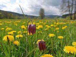 Farbenpracht auf den Feuchtwiesen im Sinntal